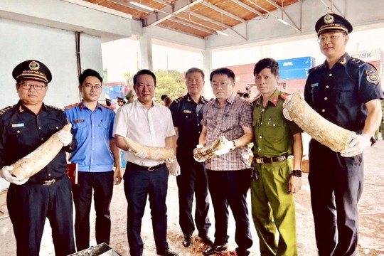 Triệt phá vụ buôn lậu ngà voi, thu giữ hơn 1,2 tấn tang vật