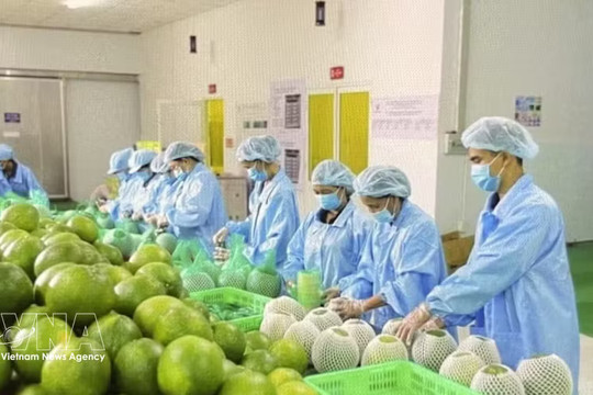 Turkish cooperatives open sourcing channel for Vietnamese businesses
