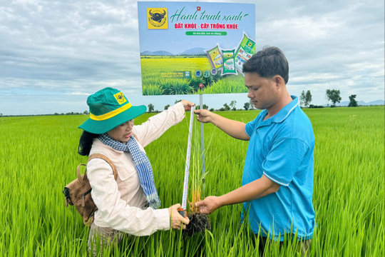Cải tạo đất đầu vụ, chủ động hạn chế ngộ độc phèn cho lúa