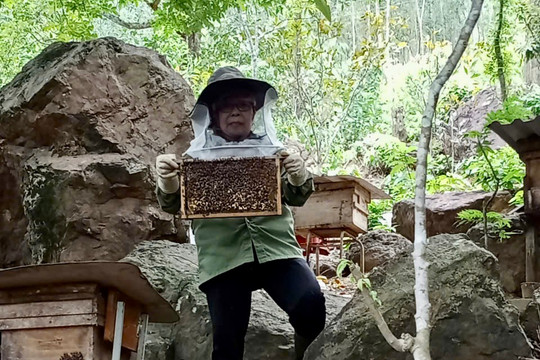 Phụ nữ làm giàu trên dãy Trường Sơn