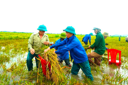 Hà Tĩnh hỗ trợ thu hoạch lúa bị đổ sau mưa lớn
