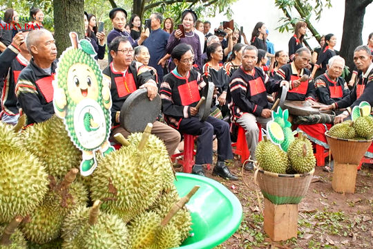 Sầu riêng hòa nhịp văn hóa đại ngàn