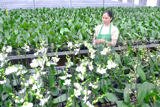 Xây dựng Nông thôn mới ở Hà Nội: Tăng tốc theo hướng hiện đại, thực chất
