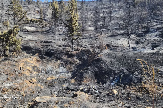 Vietnamese leaders extend condolences to Algeria over deadly forest fires