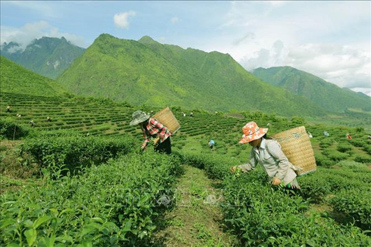 Mở rộng đầu ra cho nông sản miền núi