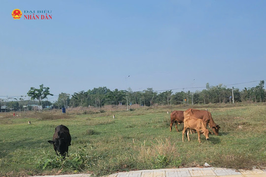 TP. Hồ Chí Minh: Ban hành quy định mật độ chăn nuôi đến năm 2030