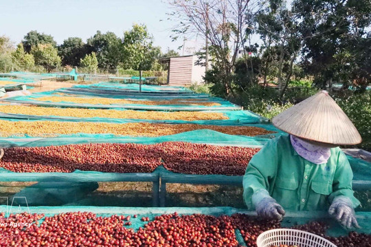 Vietnamese coffee exports poised for strong finish toward year-end