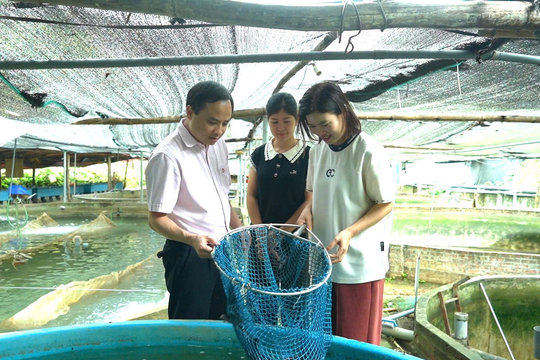 Giảm nghèo bền vững ở Tuyên Quang: Đa dạng hóa sinh kế cho người dân