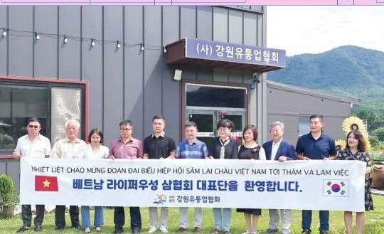 Lai Chau ginseng targeting international markets
