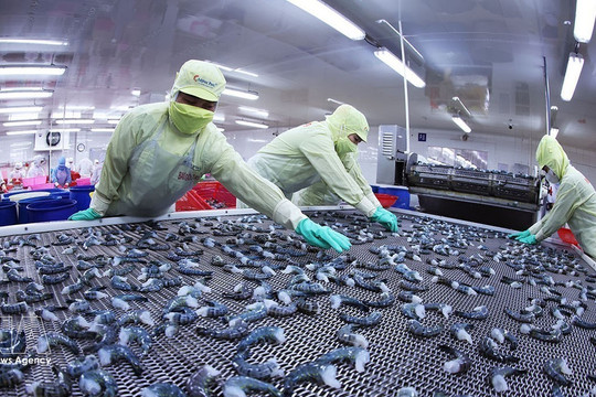 Shrimp exports reach 3.3 billion USD in eight months