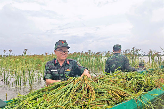 An Giang: Lực lượng vũ trang giúp nông dân thu hoạch lúa bị ngập sâu trong nước