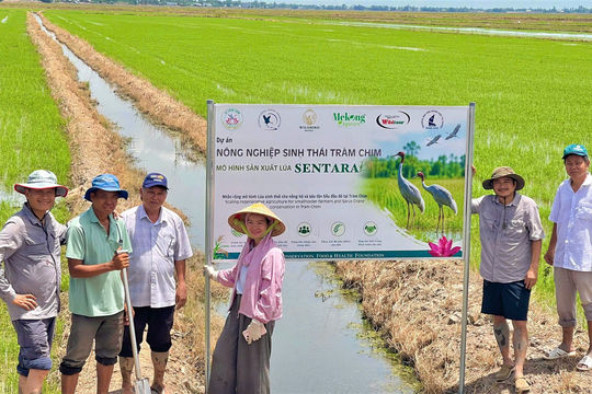 Đồng Tháp: Đưa sếu đầu đỏ về tự nhiên, phát triển mô hình nông nghiệp, du lịch sinh thái