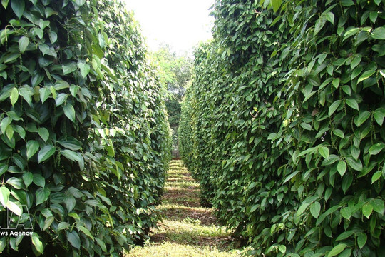 Vietnam’s pepper exports top 1.3 billion USD, maintain growth momentum