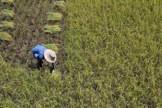 Thailand deploys AI system to manage agricultural supply