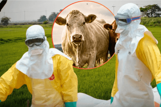 Virus ở gia súc lần đầu được phát hiện ở người tại Pháp: Nguy cơ lây lan ra cộng đồng ra sao?