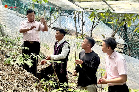 Khát vọng lớn từ cây sâm nhỏ