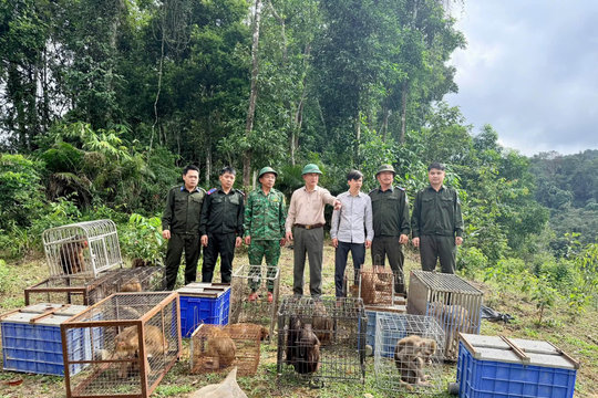 Thả 22 cá thể động vật hoang dã quý hiếm về môi trường tự nhiên