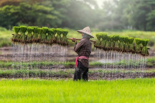 UN, ADB support Cambodia in strengthening rural agriculture