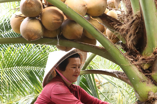 Vietnam eyes APEC 2027 to push green farming, food security agenda