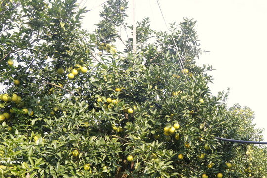 Bac Ninh hunts buyers for 118,000 tonne fruit crop