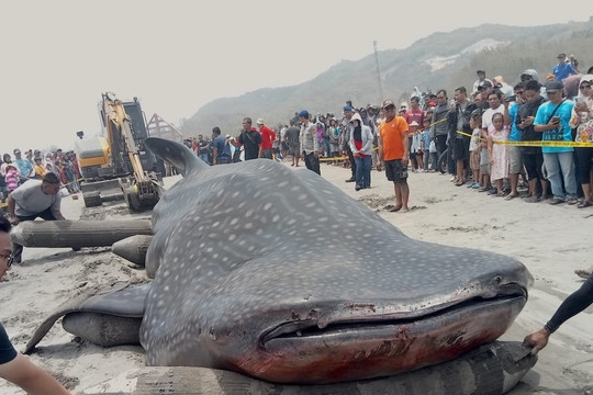 Indonesia strengthens whale shark conservation amid rising number of strandings