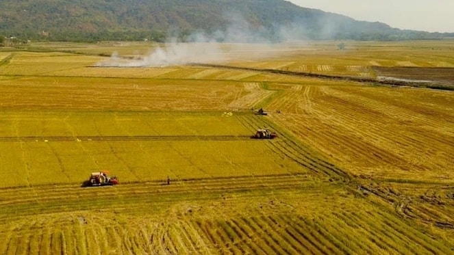 Hát về cây lúa hôm nay