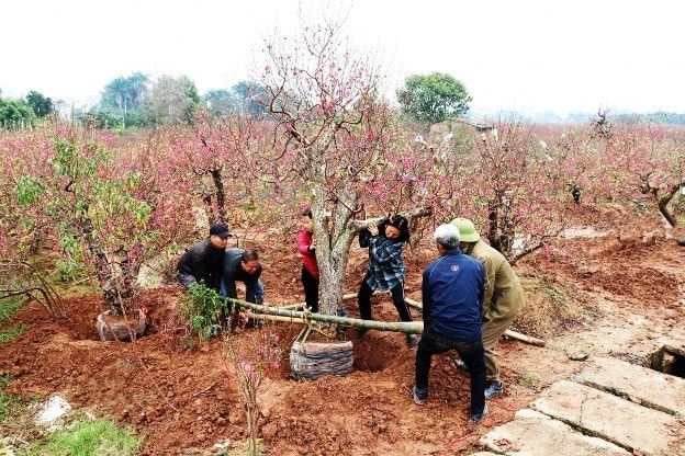 Bắc Ninh: Nông dân tập trung sản xuất cây cảnh, rau màu vụ Tết