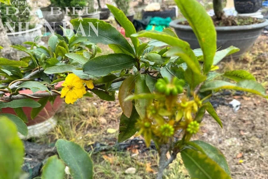 Nhà vườn Bình Thuận lo lắng vì mai Tết nở sớm