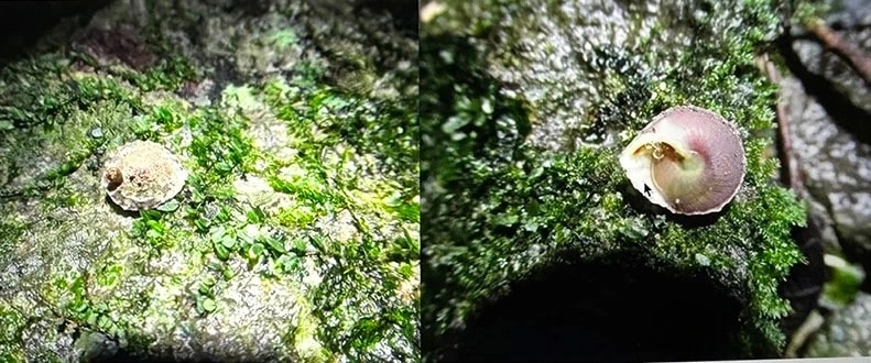 Phát hiện loài ốc mới sống trong hố sụt hang Sơn Đoòng