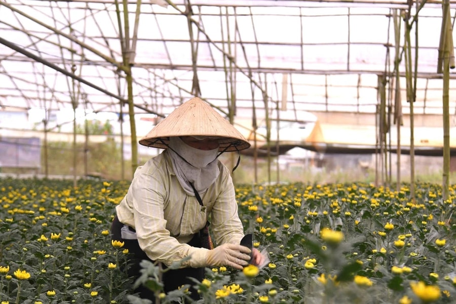 Người dân Đà Lạt tất bật chăm hoa Tết 