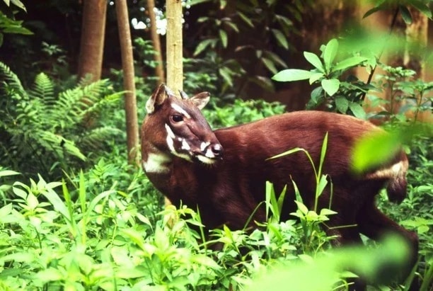 Phê duyệt Chương trình quốc gia bảo tồn các loài động vật hoang dã nguy cấp, quý, hiếm