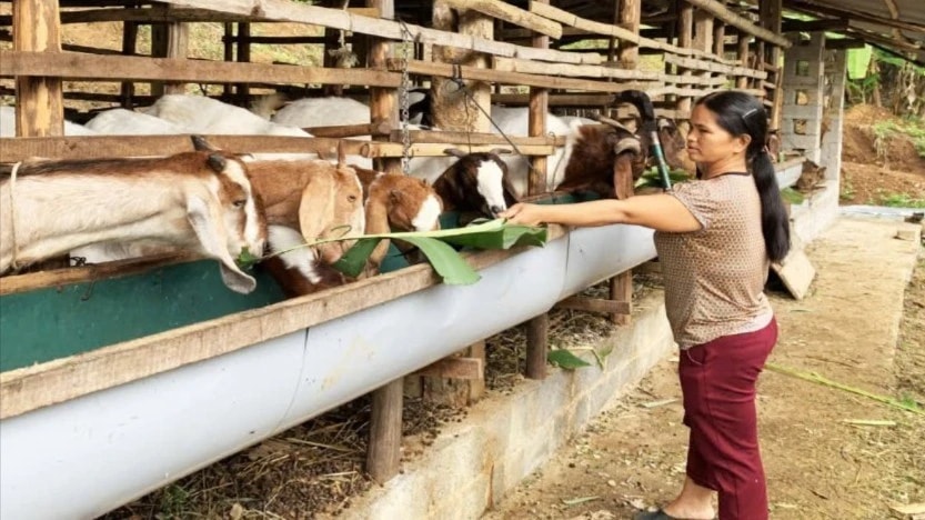 Ổn định cuộc sống những hộ chăn nuôi không có khả năng chuyển đổi nghề