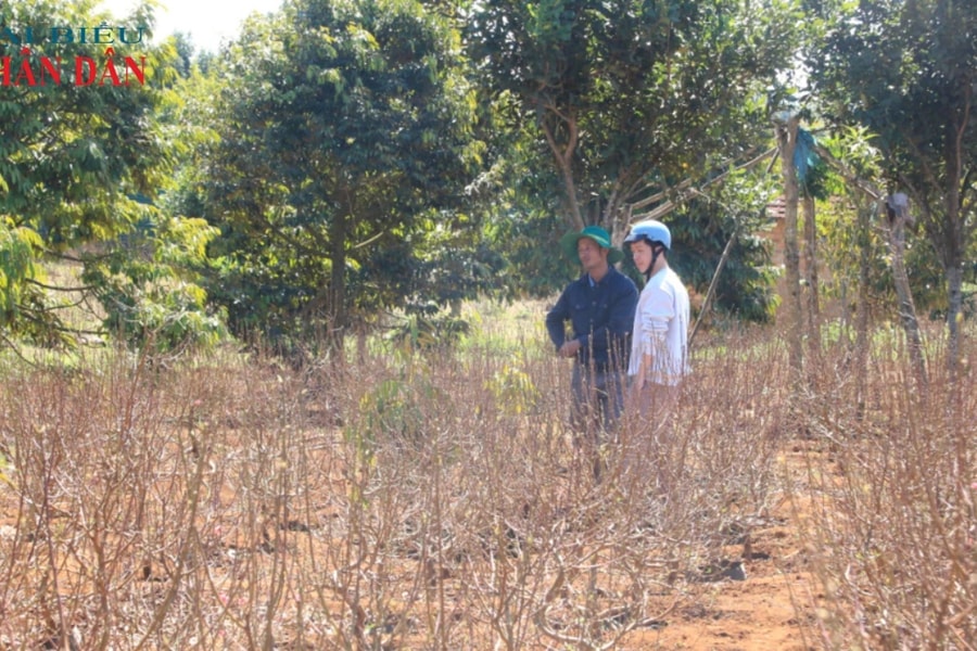 Khấm khá nhờ nghề trồng hoa đào trên đất Tây Nguyên
