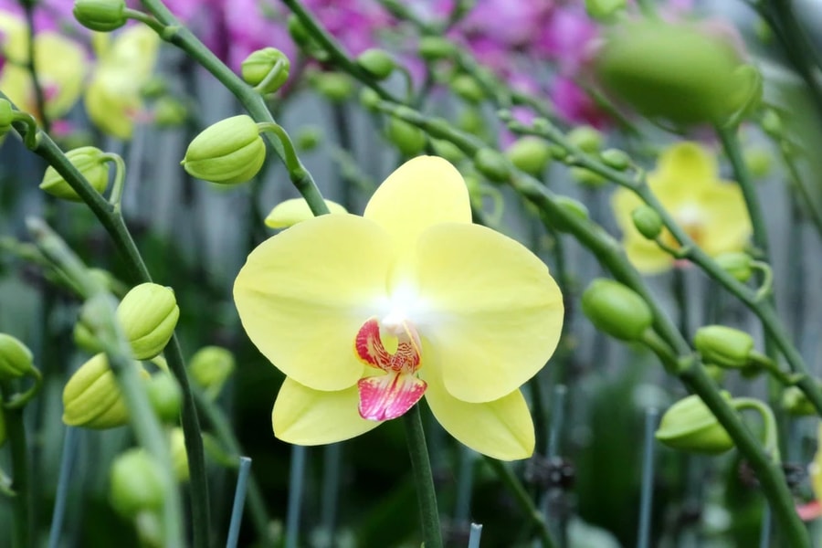 Vườn lan lớn nhất Hà Tĩnh tất bật ngày cận Tết