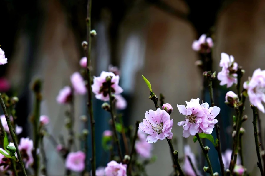 Hà Nội: Đào, quất tưng bừng xuống phố 