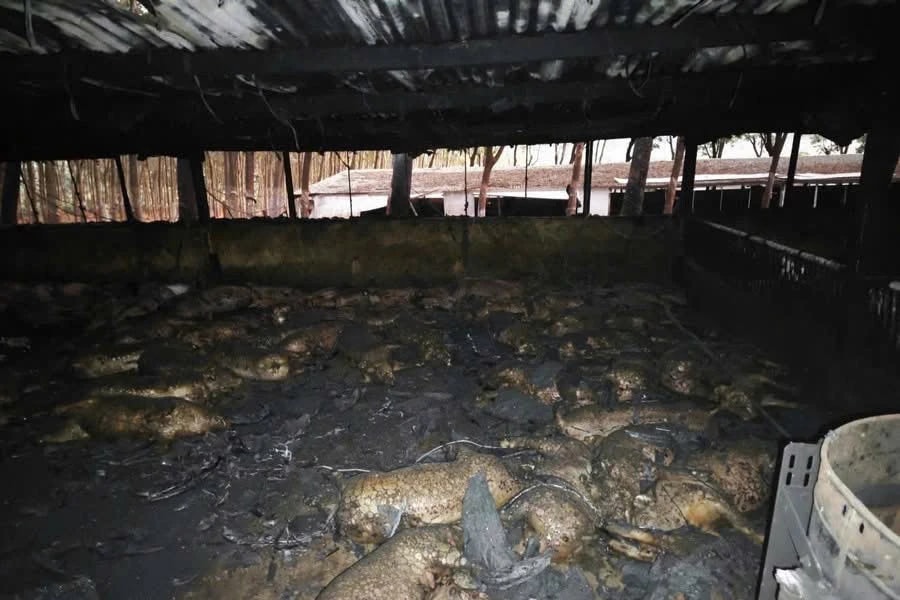 Gia Lai: Chập điện cháy trang trại khiến 1.600 con heo bị thiêu chết