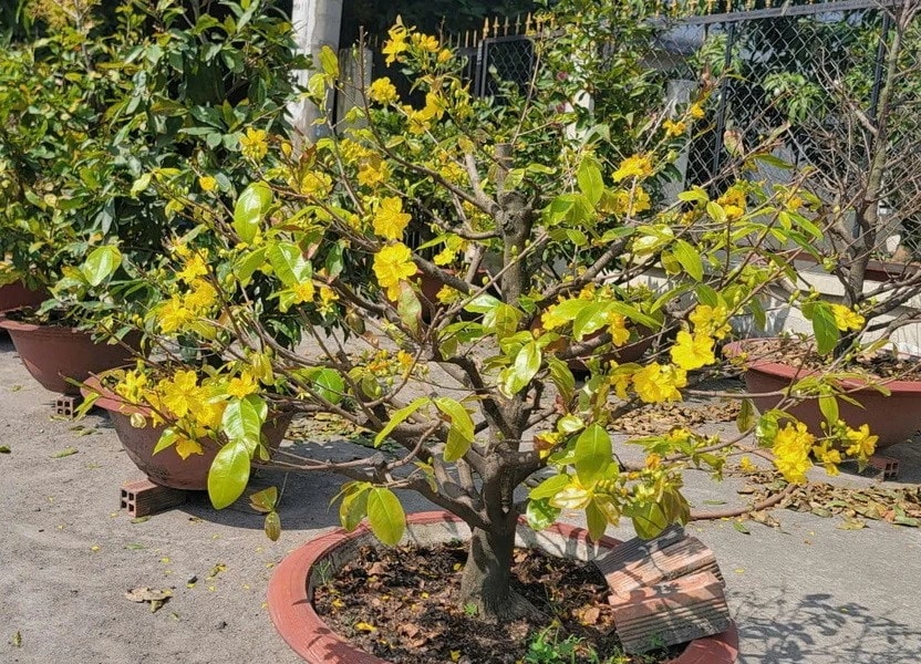 "Thủ phủ" mai vàng của TP. Hồ Chí Minh sẵn sàng vào mùa Tết