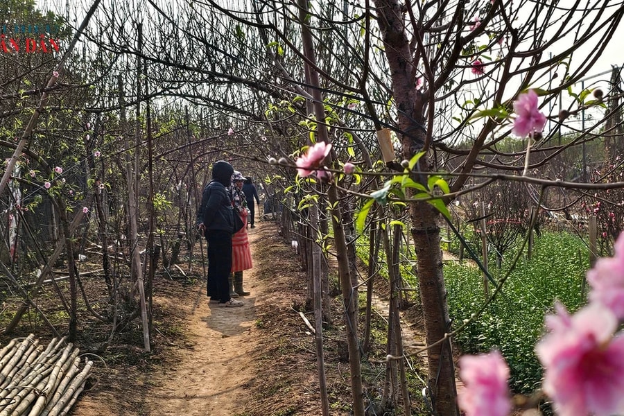 Làng đào Nhật Tân tấp nập, nhiều cây 'được giá' khi 'hồi sinh' sau bão Yagi