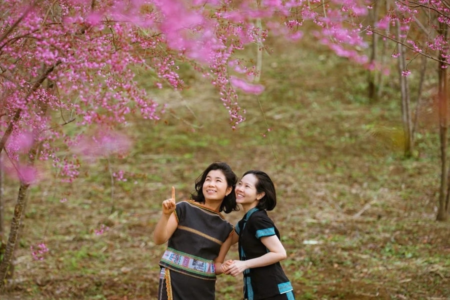 Mai anh đào nhuộm hồng thiên đường du lịch Măng Đen