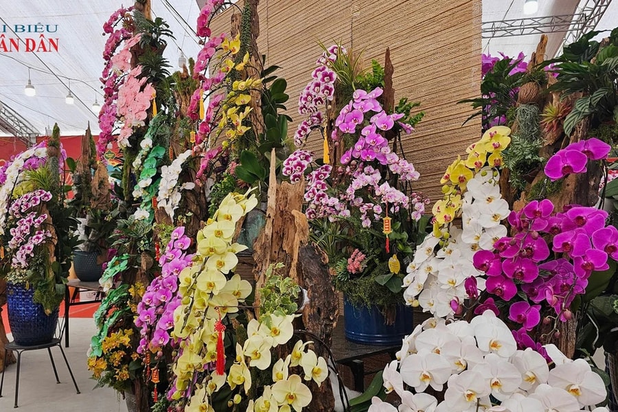 Sôi động thị trường hoa lan hồ điệp dịp Tết Nguyên đán 2025