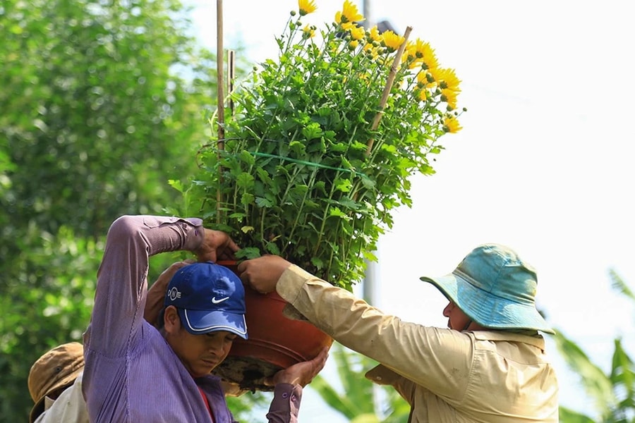 Làng hoa Tết lớn nhất Đồng Nai hối hả đưa sắc xuân đến mọi nhà