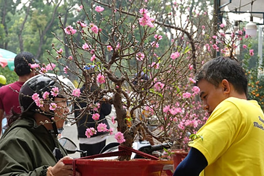 TP. Hồ Chí Minh: Chợ hoa Tết công viên Gia Định rực rỡ sắc xuân ngày cuối năm