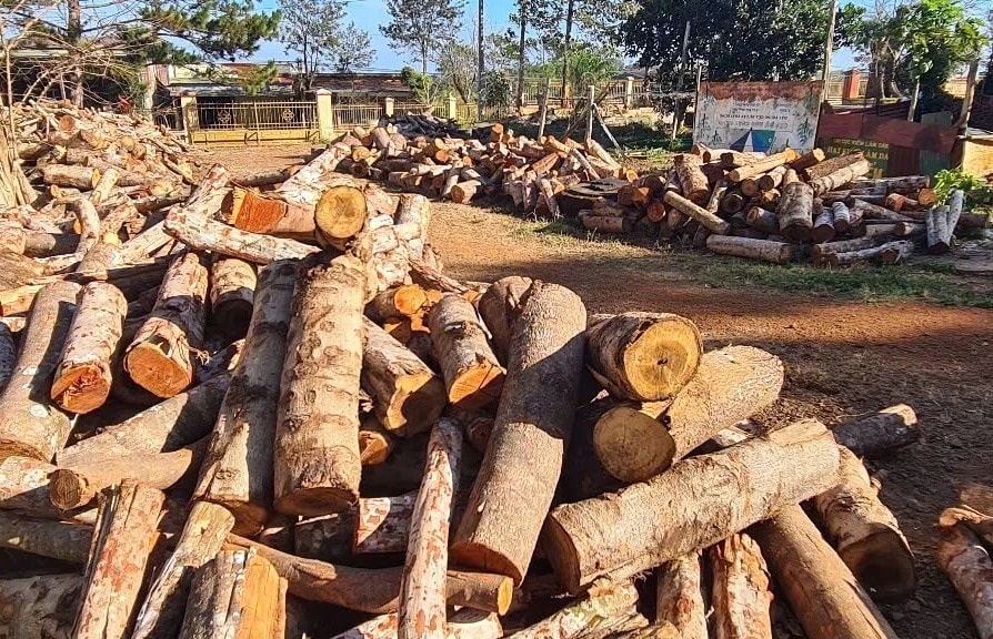 Gần 600 cây gỗ bị đốn hạ dọc đường tuần tra biên giới ở Đắk Nông