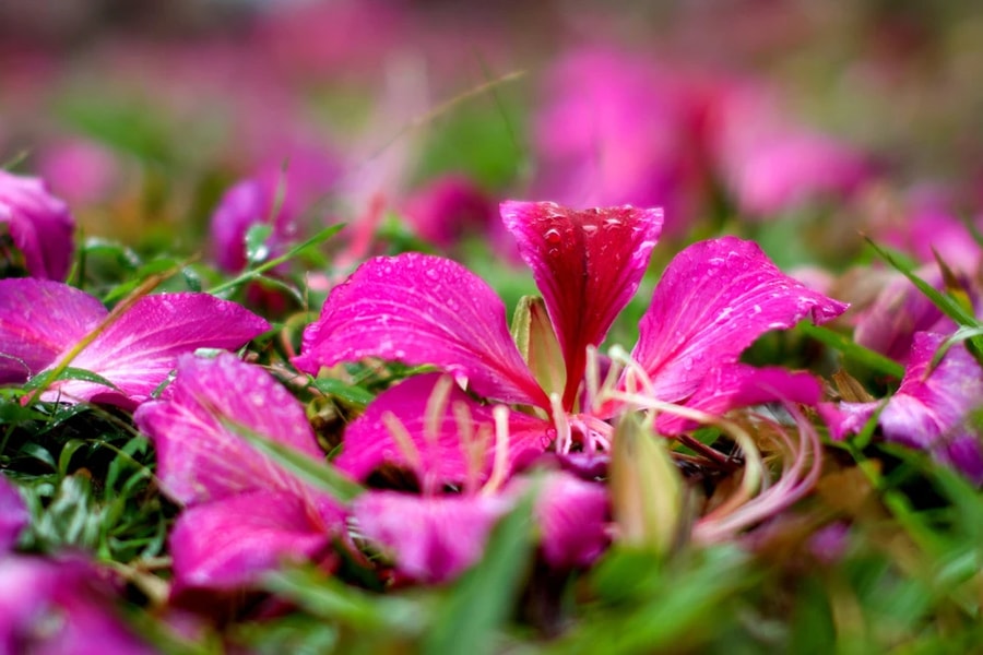 Hà Nội: Hoa ban khoe sắc rực rỡ trong mưa mù