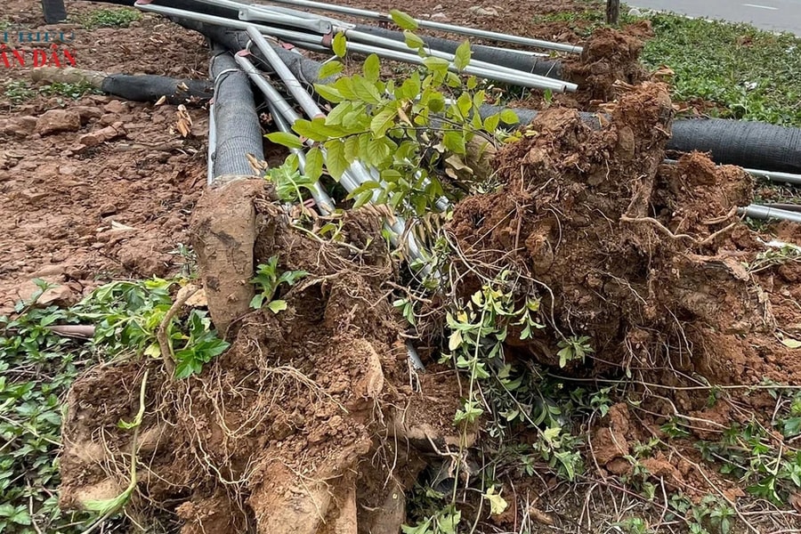 Vụ cây trồng trên đường Lê Quang Đạo kéo dài có dấu hiệu 'khô héo': Đơn vị thi công trồng lại hàng loạt cây mới