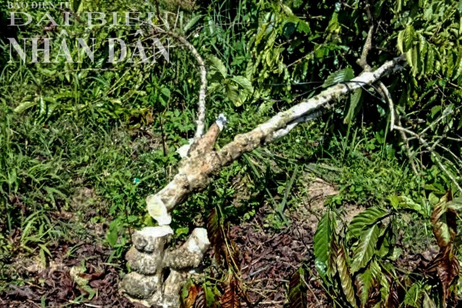 Hộ dân tại Đắk Nông kêu cứu vì vườn cà phê liên tiếp bị kẻ xấu chặt hạ