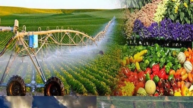 Quy định chức năng, nhiệm vụ, quyền hạn và cơ cấu tổ chức của Bộ Nông nghiệp và Môi trường