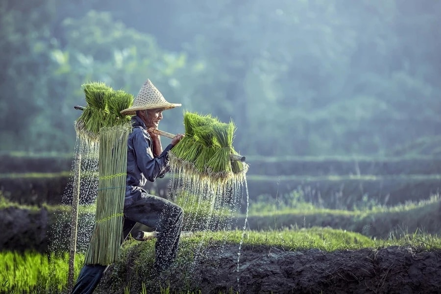 Hoài bão trở thành vựa lương thực của thế giới