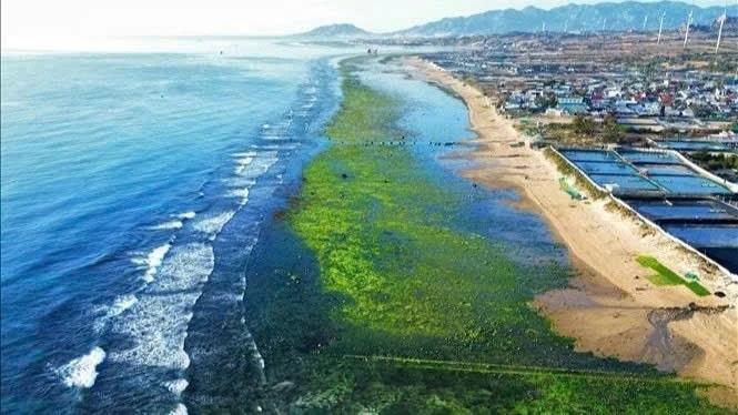  Vẻ đẹp thơ mộng cánh đồng rong biển Ninh Thuận