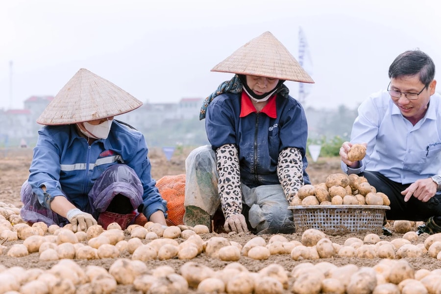PepsiCo, Syngenta mở rộng mô hình sản xuất khoai tây bền vững ra phía Bắc